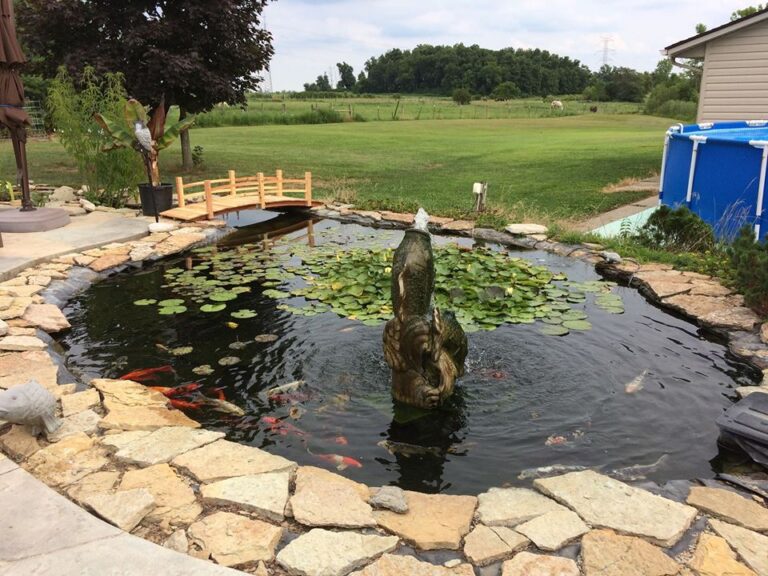 TroyHead_koi pond – Greater Cincinnati Aquarium Society